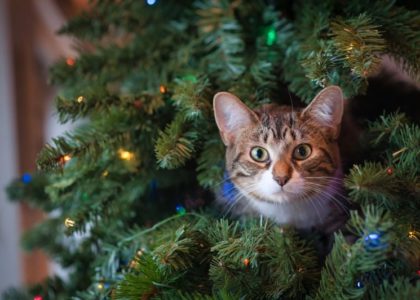 cat on tree