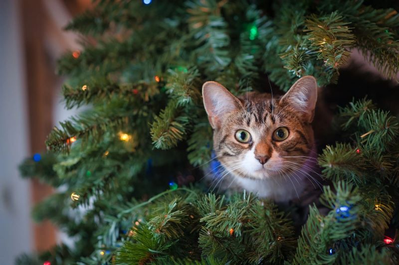 cat on tree