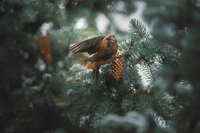 abc-of-christmas-tree-styling